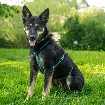 Greti, Schäfer-Mix - Hündin