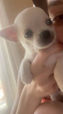 Grey und Odin, Chihuahua Baby Welpen - Rüde
