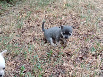 Grey und Odin, Chihuahua Baby Welpen - Rüde
