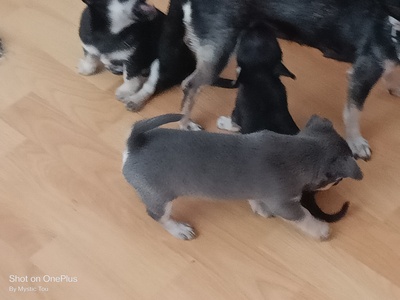 Grey und Odin, Chihuahua Baby Welpen - Rüde
