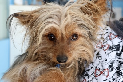 Grinch, Yorkshire Terrier - Rüde