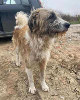 Grisu, Mischling - Hündin