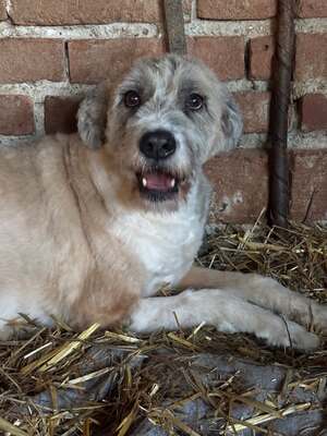 Grisu, Mischling - Hündin