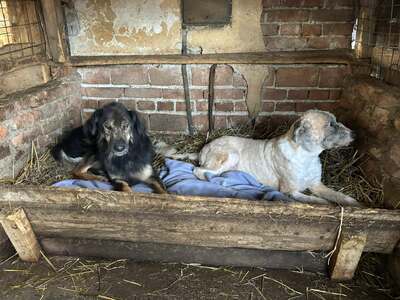 Grisu, Mischling - Hündin