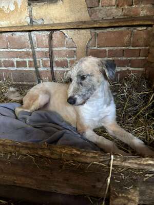 Grisu, Mischling - Hündin