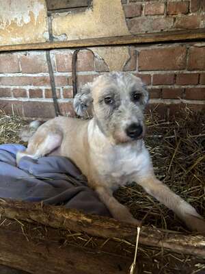 Grisu, Mischling - Hündin