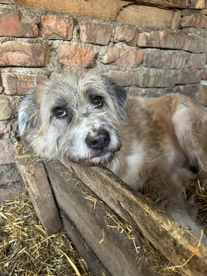 Grisu, Mischling - Hündin