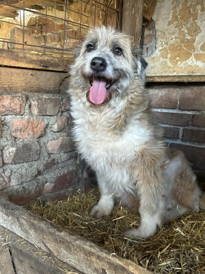 Grisu, Mischling - Hündin