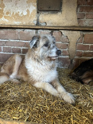 Grisu, Mischling - Hündin