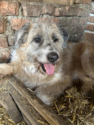 Grisu, Mischling - Hündin