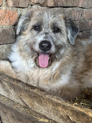 Grisu, Mischling - Hündin