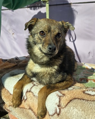 Grisu, Mix - Rüde