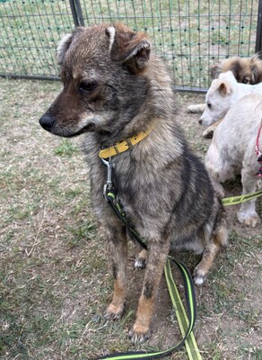 Grisu, Mix - Rüde