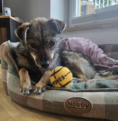 Grisu, Mix - Rüde