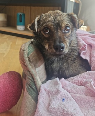 Grisu, Mix - Rüde