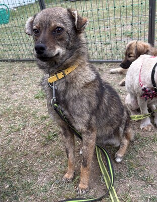 Grisu, Mix - Rüde