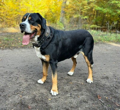 Große Schweizer Sennenhund Welpen, Grosser Schweizer Sennenhund Welpen - Rüde