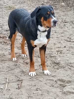 Große Schweizer Sennenhund Welpen, Grosser Schweizer Sennenhund Welpen - Rüde