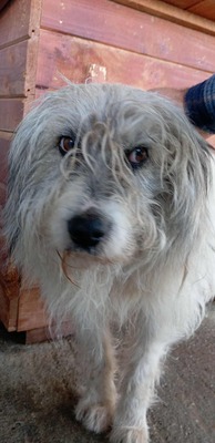 🐾 Grumpy – der größte Schmuse-Wolkenbär Rumäniens sucht sein Für-immer-Sofa 🐾