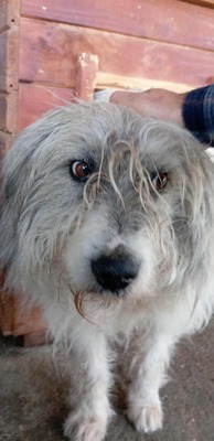 🐾 Grumpy – der größte Schmuse-Wolkenbär Rumäniens sucht sein Für-immer-Sofa 🐾, Mischling - Rüde