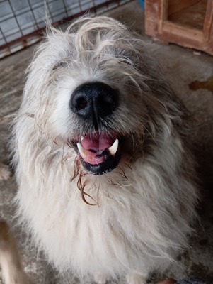 🐾 Grumpy – der größte Schmuse-Wolkenbär Rumäniens sucht sein Für-immer-Sofa 🐾, Mischling - Rüde