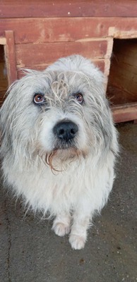 🐾 Grumpy – der größte Schmuse-Wolkenbär Rumäniens sucht sein Für-immer-Sofa 🐾, Mischling - Rüde