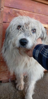 🐾 Grumpy – der größte Schmuse-Wolkenbär Rumäniens sucht sein Für-immer-Sofa 🐾, Mischling - Rüde