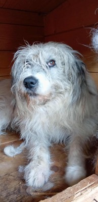 🐾 Grumpy – der größte Schmuse-Wolkenbär Rumäniens sucht sein Für-immer-Sofa 🐾, Mischling - Rüde