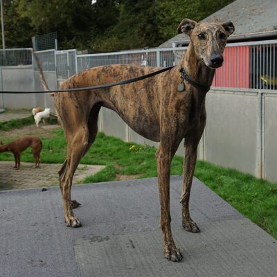 Guadalupe, Galgo Espanol - Hündin