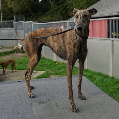 Guadalupe, Galgo Espanol - Hündin