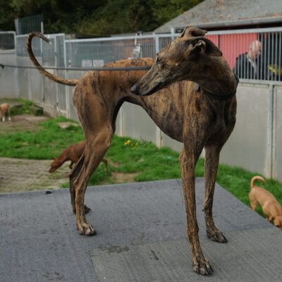 Guadalupe, Galgo Espanol - Hündin