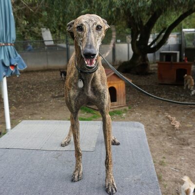 Guadalupe, Galgo Espanol - Hündin