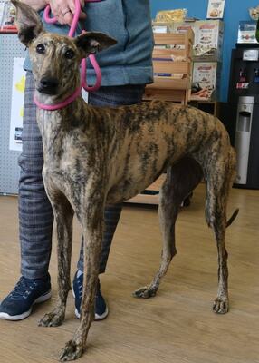 Guadalupe, Galgo Espanol - Hündin