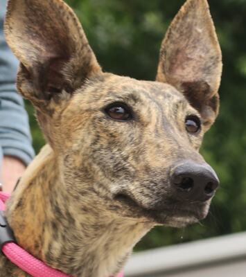 Guadalupe, Galgo Espanol - Hündin
