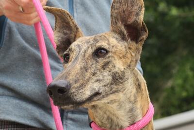 Guadalupe, Galgo Espanol - Hündin