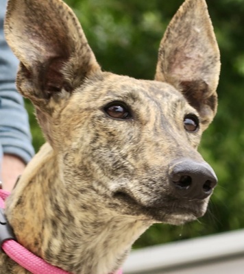 Guadalupe, Galgo Espanol - Mix - Hündin