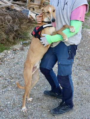 Guardian, Mix - Rüde