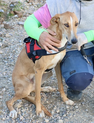 Guardian, Mix - Rüde