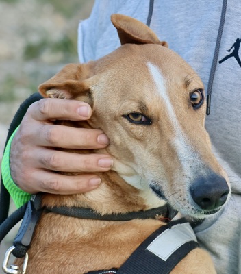 Guardian, Mix - Rüde