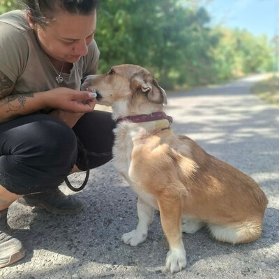 🥰Guba ist sehr lieb, freundlich und gutmütig – ein richtiger Spaßvogel.💥, Mischlingsrüde - Rüde