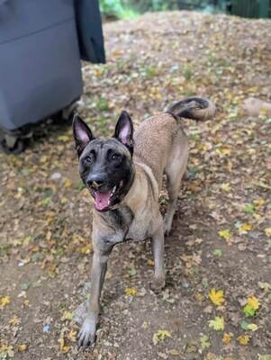 Gucci 9 Monate alter Malinois Rüde sucht ein Zuhause, Malinois - Rüde