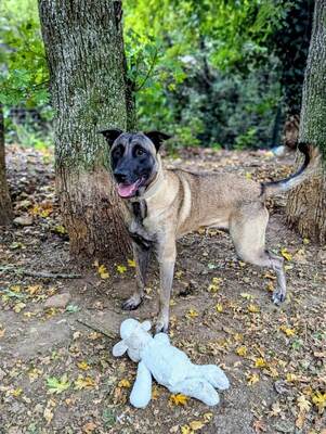 Gucci 9 Monate alter Malinois Rüde sucht ein Zuhause, Malinois - Rüde