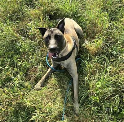 Gucci 9 Monate alter Malinois Rüde sucht ein Zuhause, Malinois - Rüde