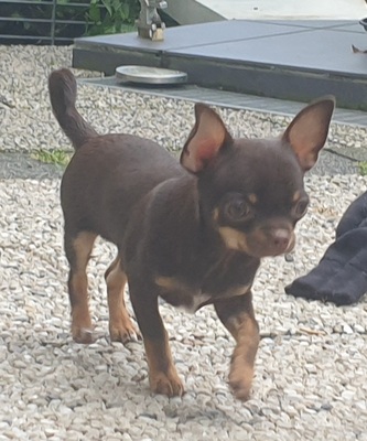 Gucci, Chihuahua Welpen - Rüde