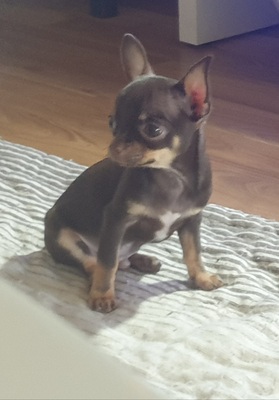 Gucci, Chihuahua Welpen - Rüde