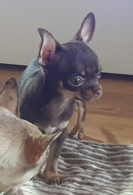 Gucci, Chihuahua Welpen - Rüde