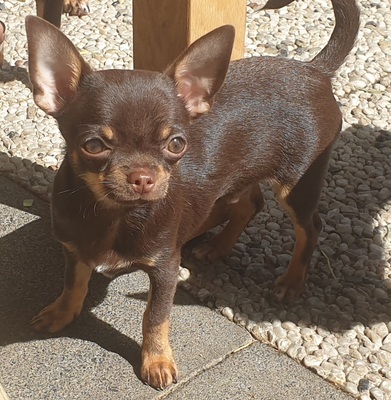 Gucci, Chihuahua Welpen - Rüde