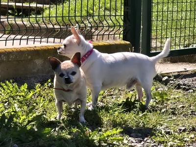 Gucci und Chanel Chihuahua Geschwister möchten aus dem Tierheim, Chihuahua - Hündin