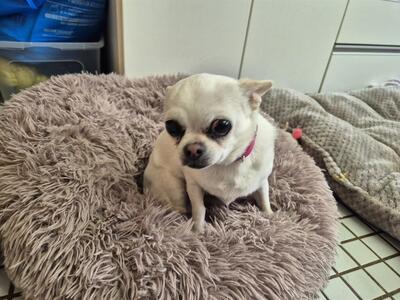 Gucci und Chanel Chihuahua Geschwister möchten aus dem Tierheim, Chihuahua - Hündin