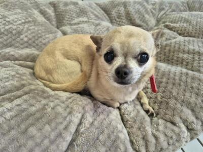 Gucci und Chanel Chihuahua Geschwister möchten aus dem Tierheim, Chihuahua - Hündin